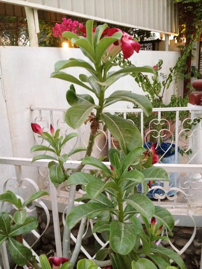 Garden Roomz Oman Maskat Exterior foto